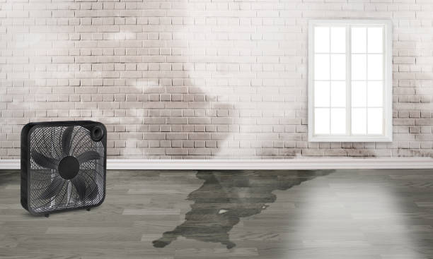 Best Local water damage restoration  in Rosedale, MD